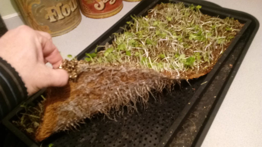 Coconut Coir Mat Vs Soil For Daikon Radish Microgreens